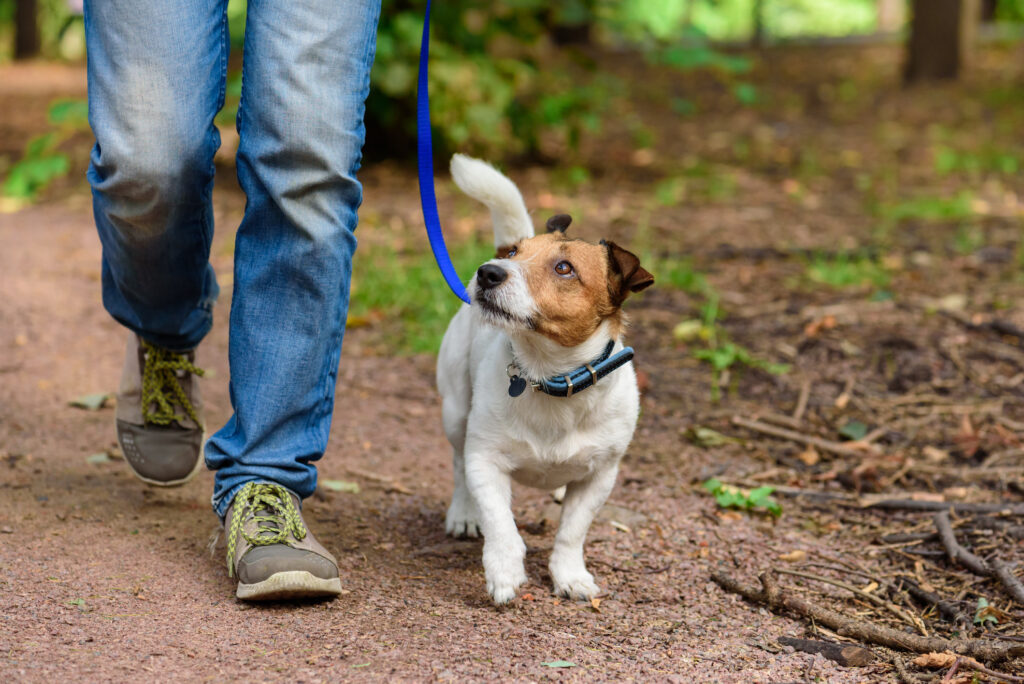 A man was walking his dog in Rehnert Park when they were both struck and killed by a vehicle.
