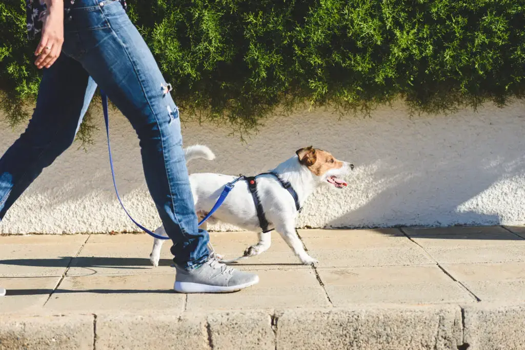 Woman and dog struck and injured while walking in San Mateo.