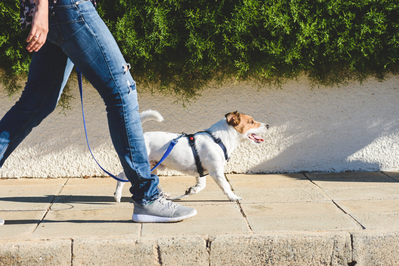 Woman and dog struck and injured while walking in San Mateo.