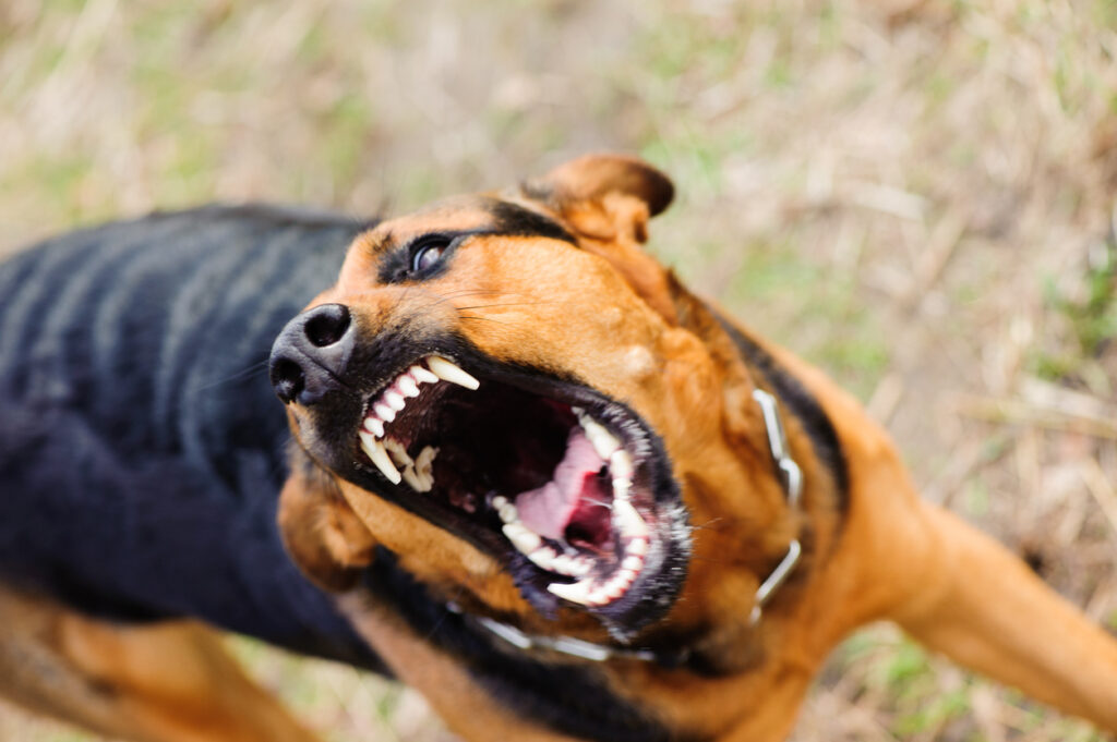 A man was killed when two Rottweilers attacked him in a 166th Street dog attack in Norwalk. Authorities allowed the owner to take the dogs.
